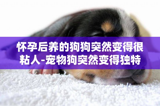 懷孕后養的狗狗突然變得很粘人-寵物狗突然變得獨特粘人這是為什么