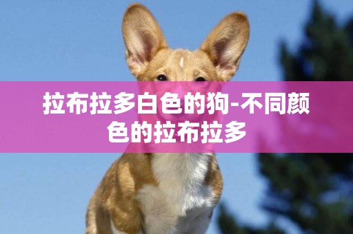 拉布拉多白色的狗-不同顏色的拉布拉多