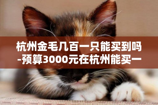 杭州金毛幾百一只能買到嗎-預算3000元在杭州能買一只英國短毛貓嗎