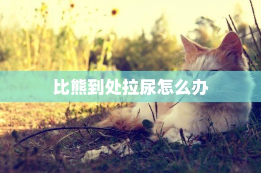 比熊到處拉尿怎么辦