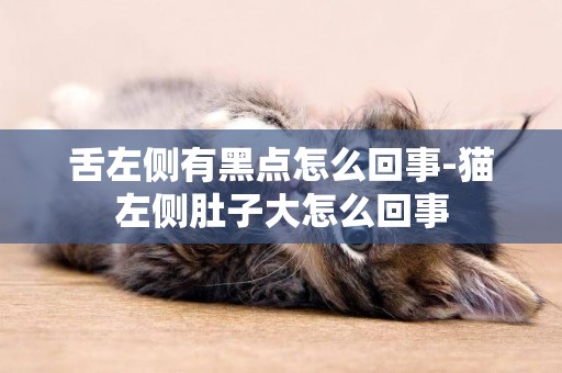 舌左側有黑點怎么回事-貓左側肚子大怎么回事