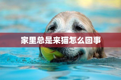 家里總是來貓怎么回事