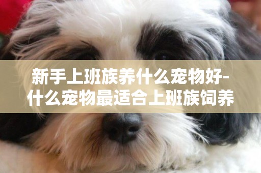 新手上班族養什么寵物好-什么寵物最適合上班族飼養