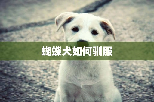 蝴蝶犬如何馴服