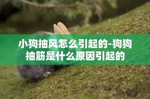 小狗抽風怎么引起的-狗狗抽筋是什么原因引起的