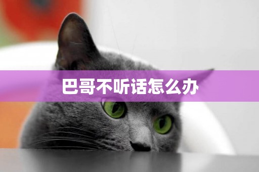 巴哥不聽話怎么辦