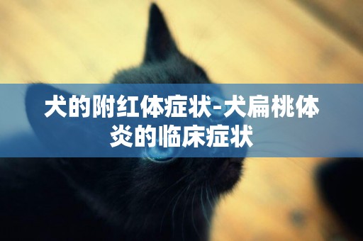 犬的附紅體癥狀-犬扁桃體炎的臨床癥狀