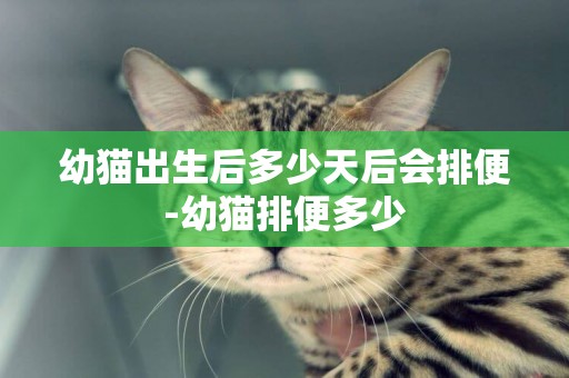 幼貓出生后多少天后會排便-幼貓排便多少