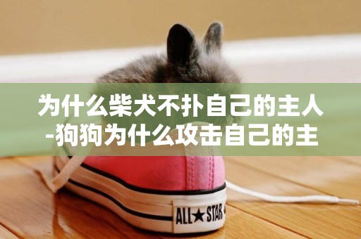為什么柴犬不撲自己的主人-狗狗為什么攻擊自己的主人