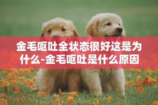 金毛嘔吐全狀態很好這是為什么-金毛嘔吐是什么原因