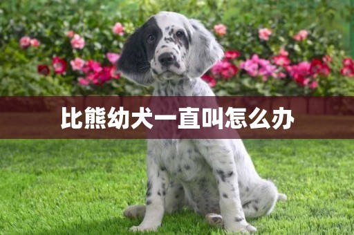 比熊幼犬一直叫怎么辦
