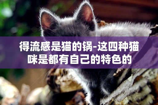 得流感是貓的鍋-這四種貓咪是都有自己的特色的