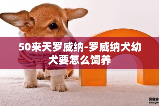 50來天羅威納-羅威納犬幼犬要怎么飼養