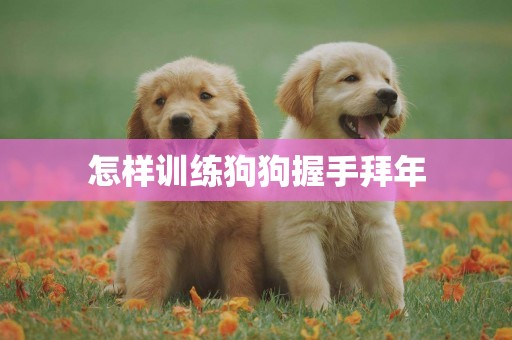 怎樣訓練狗狗握手拜年