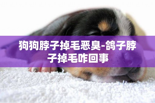 狗狗脖子掉毛惡臭-鴿子脖子掉毛咋回事