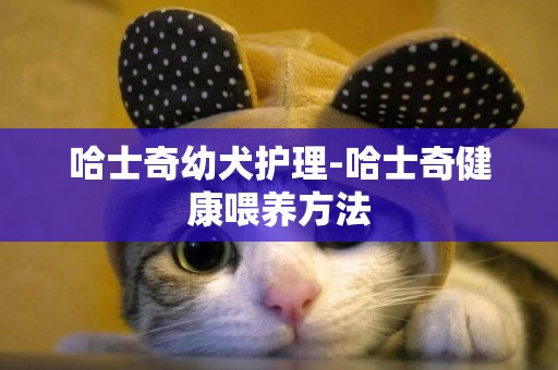 哈士奇幼犬護理-哈士奇健康喂養方法