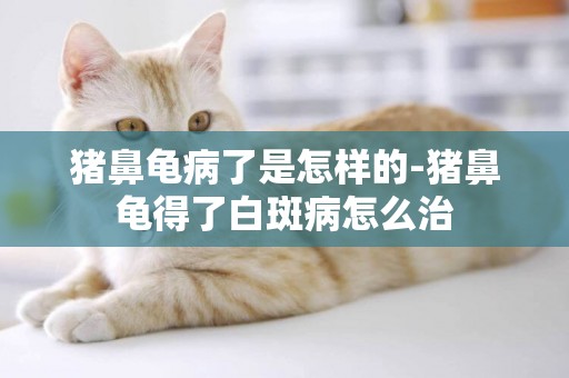 豬鼻龜病了是怎樣的-豬鼻龜得了白斑病怎么治