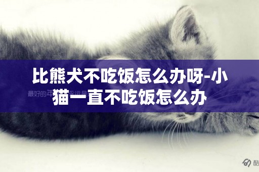 比熊犬不吃飯怎么辦呀-小貓一直不吃飯怎么辦