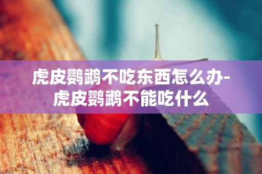 虎皮鸚鵡不吃東西怎么辦-虎皮鸚鵡不能吃什么