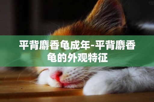 平背麝香龜成年-平背麝香龜的外觀特征