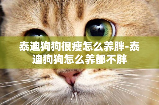泰迪狗狗很瘦怎么養胖-泰迪狗狗怎么養都不胖