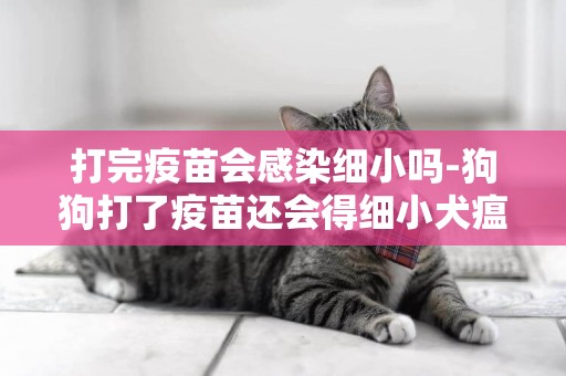 打完疫苗會感染細小嗎-狗狗打了疫苗還會得細小犬瘟嗎
