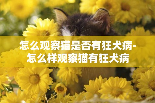 怎么觀察貓是否有狂犬病-怎么樣觀察貓有狂犬病