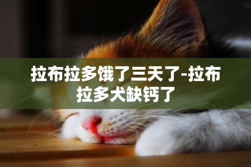 拉布拉多餓了三天了-拉布拉多犬缺鈣了