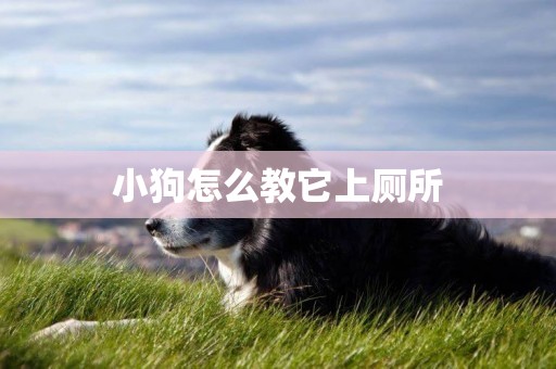 小狗怎么教它上廁所