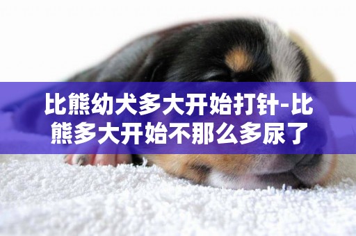 比熊幼犬多大開始打針-比熊多大開始不那么多尿了