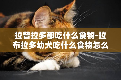 拉普拉多都吃什么食物-拉布拉多幼犬吃什么食物怎么飼養