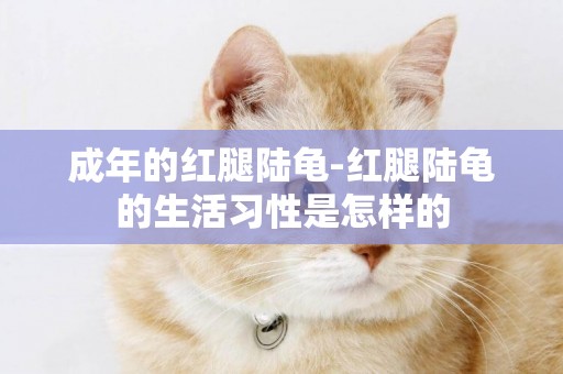 成年的紅腿陸龜-紅腿陸龜的生活習性是怎樣的