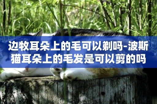 邊牧耳朵上的毛可以剃嗎-波斯貓耳朵上的毛發是可以剪的嗎