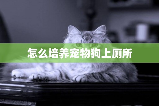怎么培養寵物狗上廁所
