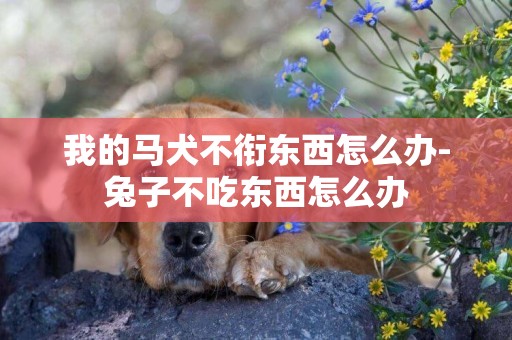 我的馬犬不銜東西怎么辦-兔子不吃東西怎么辦