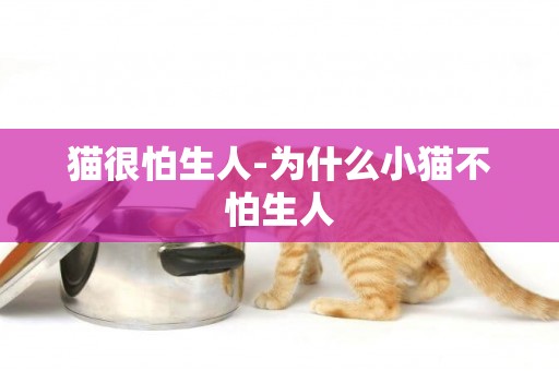 貓很怕生人-為什么小貓不怕生人