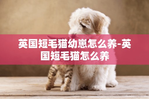 英國短毛貓幼崽怎么養-英國短毛貓怎么養