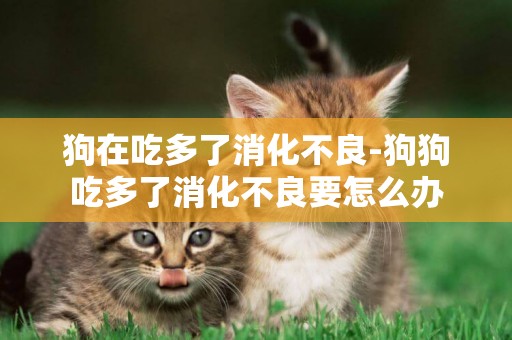 狗在吃多了消化不良-狗狗吃多了消化不良要怎么辦