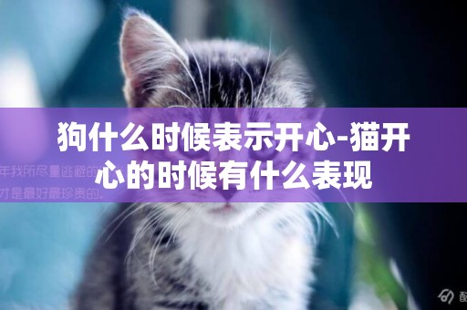 狗什么時候表示開心-貓開心的時候有什么表現