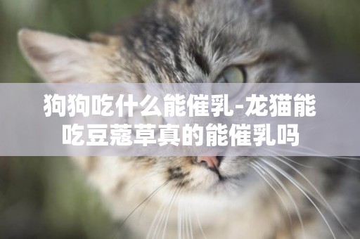 狗狗吃什么能催乳-龍貓能吃豆蔻草真的能催乳嗎