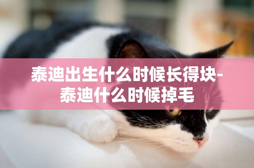 泰迪出生什么時候長得塊-泰迪什么時候掉毛