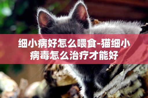 細小病好怎么喂食-貓細小病毒怎么治療才能好