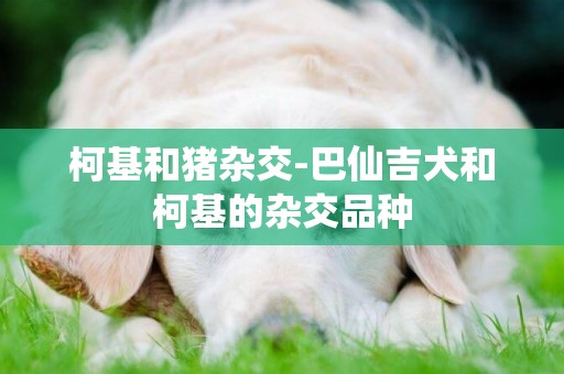 柯基和豬雜交-巴仙吉犬和柯基的雜交品種
