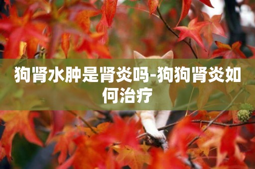 狗腎水腫是腎炎嗎-狗狗腎炎如何治療