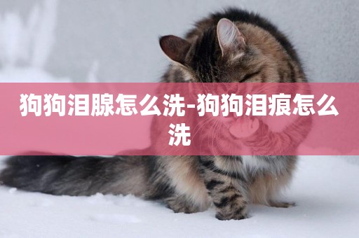 狗狗淚腺怎么洗-狗狗淚痕怎么洗
