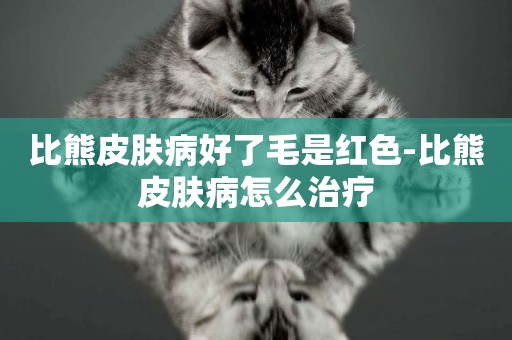 比熊皮膚病好了毛是紅色-比熊皮膚病怎么治療