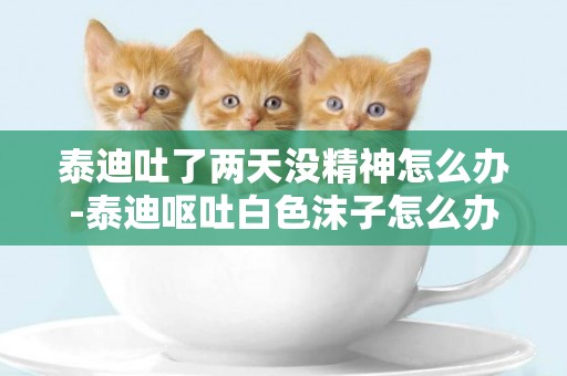 泰迪吐了兩天沒精神怎么辦-泰迪嘔吐白色沫子怎么辦