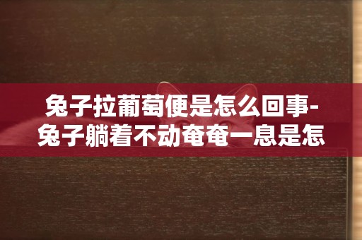 兔子拉葡萄便是怎么回事-兔子躺著不動奄奄一息是怎么回事
