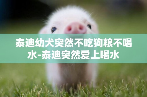 泰迪幼犬突然不吃狗糧不喝水-泰迪突然愛上喝水