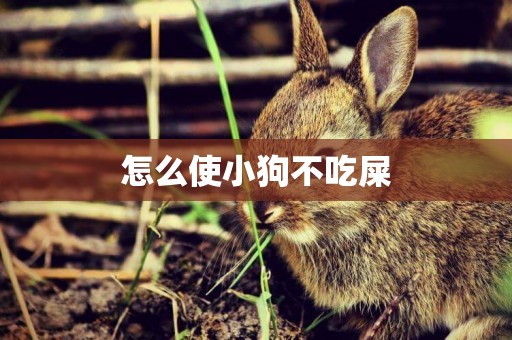 怎么使小狗不吃屎